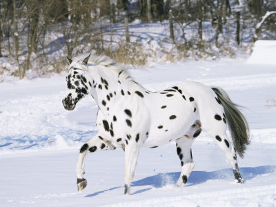 http://savetheworldshorses.files.wordpress.com/2010/01/1130887appaloosa-horse-trotting-through-snow-usa-posters.jpg